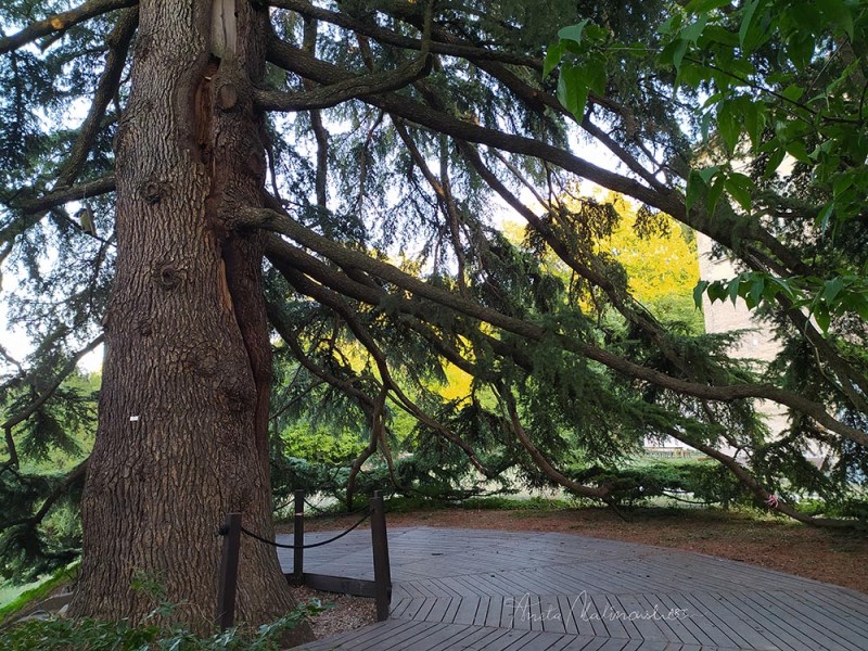 Albero monumentale -cedro il guerriero di parco di villa&nbsp;GHIGI