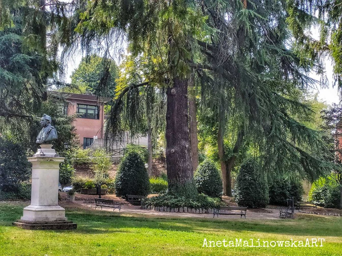 ,,Albero della vita” -Bellissimo albero monumentale di ospedale&nbsp;Rizzoli