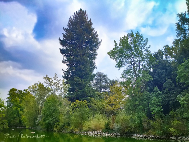 Solitario  -Albero monumentale ai giardini&nbsp;Margherita