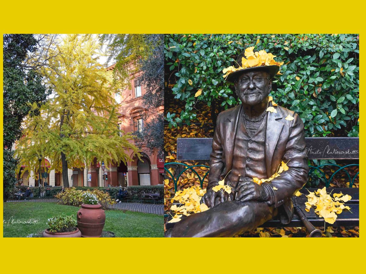 Ginkgo biloba in piazza Cavour ,albero di Lucio&nbsp;Dalla