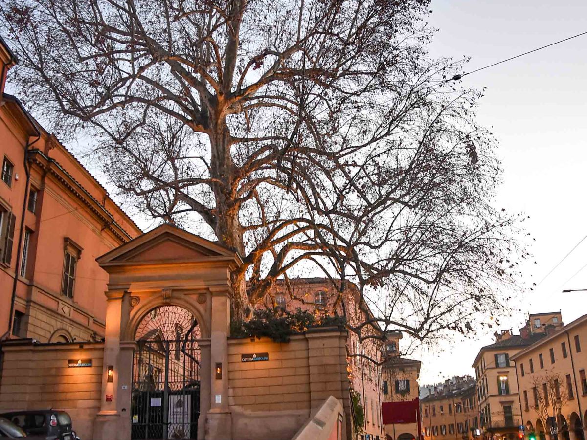 Il gigante timido-Albero monumentale (Platano Orientale) di piazza&nbsp;Malpighi