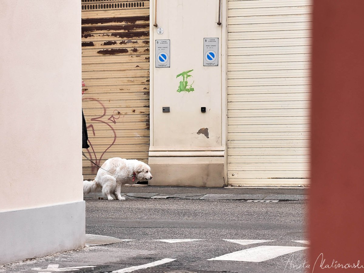 Bologna .La cacca attacca la&nbsp;città