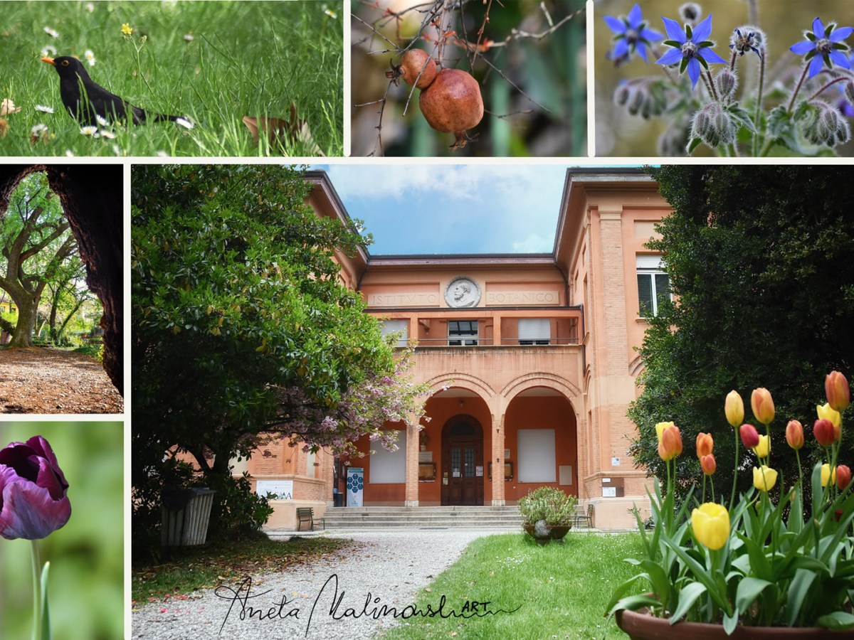 Orto botanico ed erbario uno dei più antichi d’Italia .Tesoro naturalistico in centro di&nbsp;Bologna.