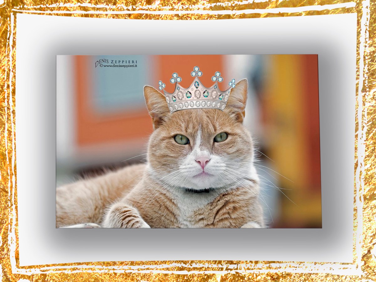 C’era una volta Re Gino ,gatto straordinario di San Giovanni in&nbsp;Persiceto🐱