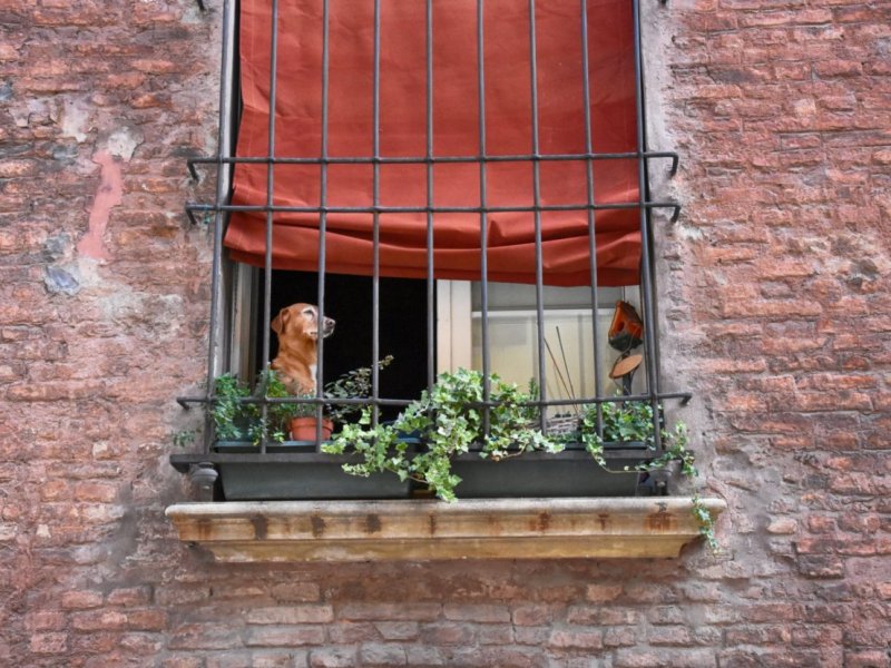 Una storia vera di cane Tago che muore …. di troppa&nbsp;felicità🐶
